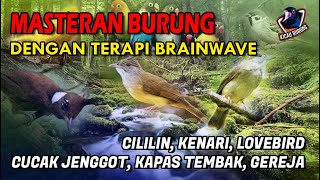 Terapi Burung anti stres plus masteran dengan Suara gemercik Air dan Brainwave