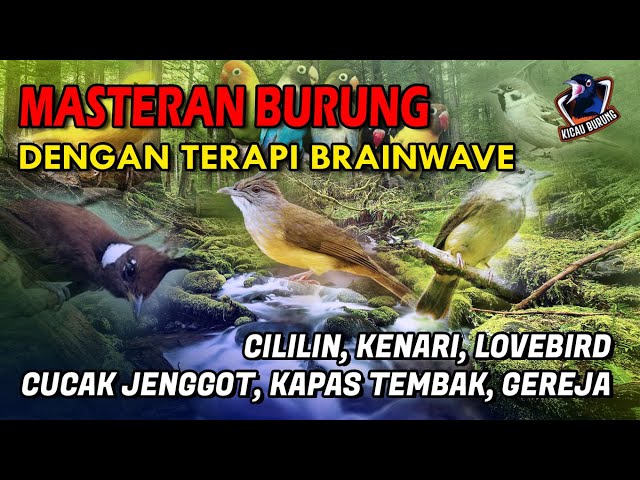 Terapi Burung anti stres plus masteran dengan Suara gemercik Air dan Brainwave class=