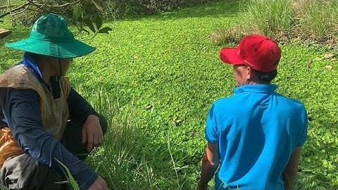 Giao Ốc Giống Cho Khách Hàng Ở Châu Thành - Hậu Giang | Liệt Vlog