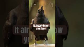 Crows so clever, They're banned as Pets #wildlife