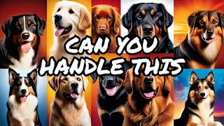 Are you ready? Can you handle these unbelievable dogs?