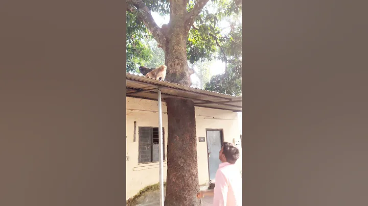 monkey, trying to catch 🙊