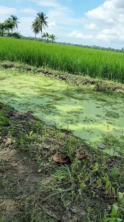 sawa sepetak