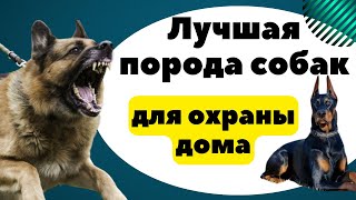 Какая порода собаки лучше для охраны двора? Это важно знать!!!