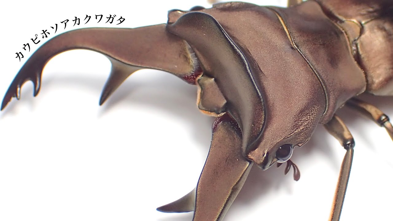 カウピホソアカクワガタ（2ペアセット） 2023/6/17 カウピホソアカクワガタペアリング - 極太オオクワ飼育記