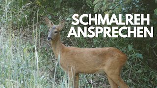 Schmalreh im Juni ansprechen | Wild und Natur