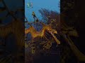 Incredible FACTS About The Leafy Sea Dragon #shorts #facts #animals