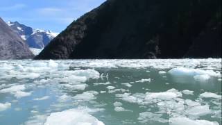Boat trip to Leconte Glacier in Petersburg, Alaska