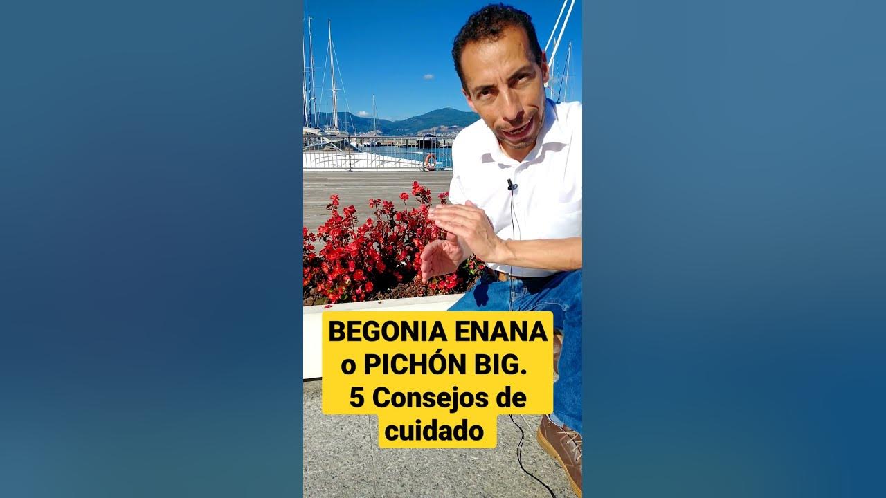 short BEGONIA ENANA o PICHÓN BIG. 5 Consejos de cuidado - YouTube