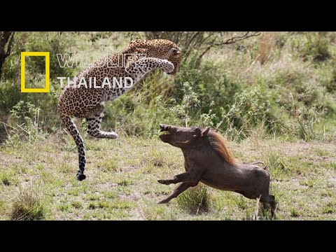 วีดีโอ: African warthog: คำอธิบาย ภาพถ่าย วิถีชีวิตในป่า