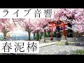 【ライブ音響】ヨルシカ-春泥棒