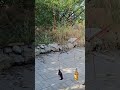 Пиво Старый Мельник vs пиво Рижское .