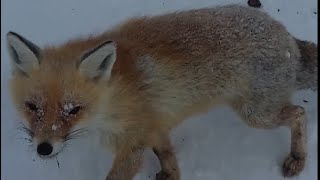 Лиса в суровых условиях высокогорья. Fox in the harsh highlands.