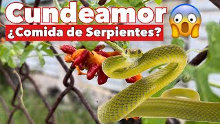 ¿Es el Cundeamor Comida de Serpientes? ¿Cómo Utilizar Esta Planta?