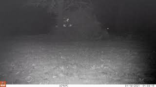 Gray fox calling