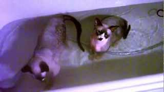 Sphynx bath time! by Gaby 1,158 views 11 years ago 1 minute, 37 seconds