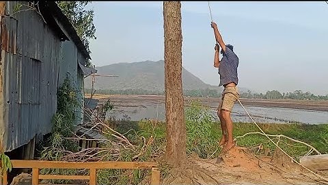 Cưa cây bạch đàn . Cưa cây kỹ thuật cao