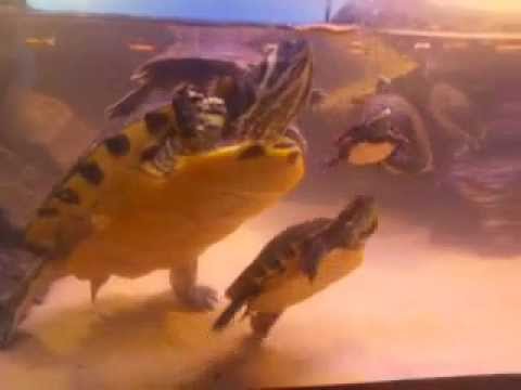 herpetologist meaning The Best Harlem Shake (Turtle Edition)