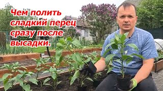 Рассада сладкого перца начнёт мощно развиваться сразу после высадки!