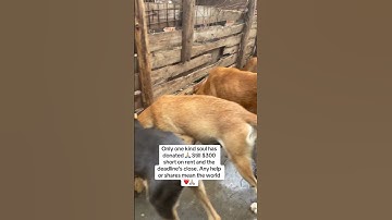 Donate links in bio to clear shelter rent 🙏🏼❤️ Every bit is highly appreciated 🙏🏼