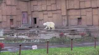 世界の熊館閉鎖〜離れて見るデナリ