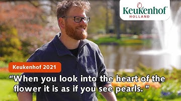 Designer Frans: “Look into the heart of the flower, it is as if you see pearls.” | Keukenhof 2021🌷