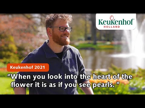 Designer Frans: “Look into the heart of the flower, it is as if you see pearls.” | Keukenhof 2021🌷