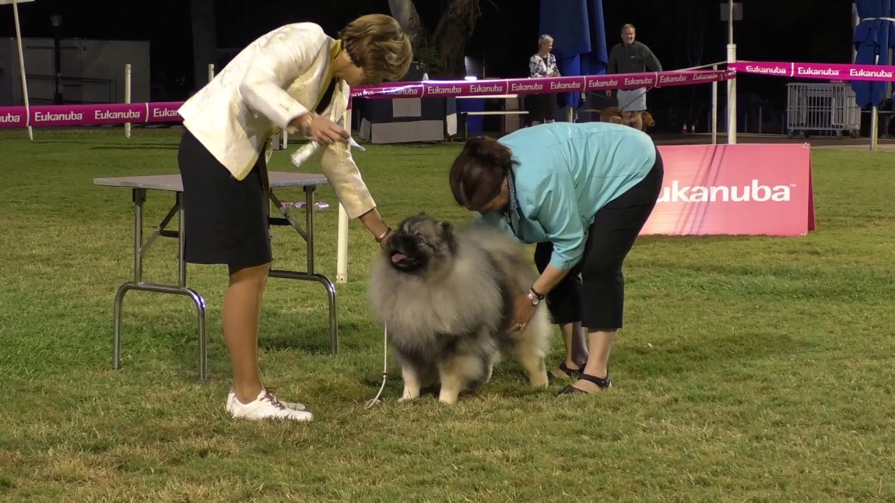 09 June 2019 Ipswich Kennel Club Show Two YouTube