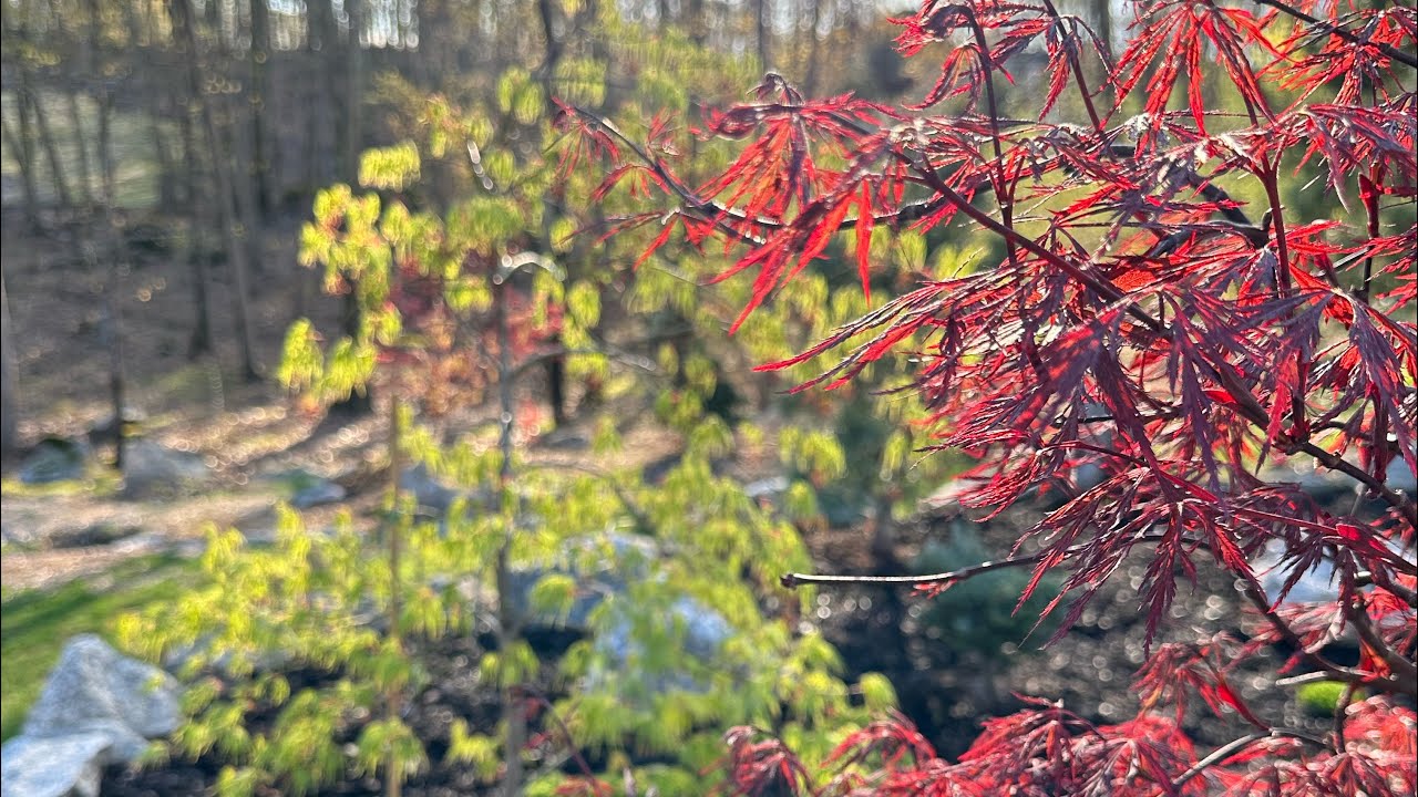 Japanese maple & conifer garden spring tour