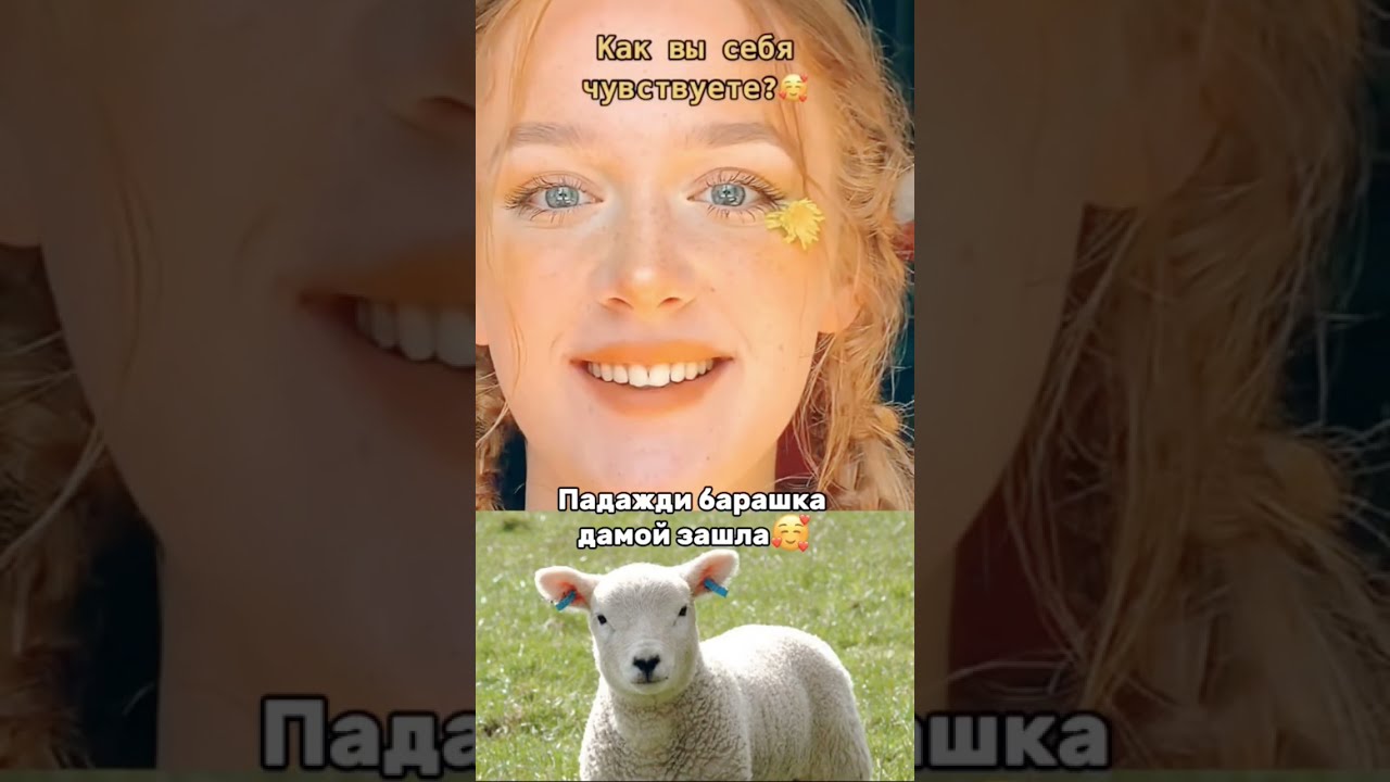 Подожди барашка в дом зашла