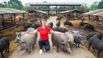 Selling Huge 600KG Pigs After 4 Months – Full Truck Transport from Farm to Market