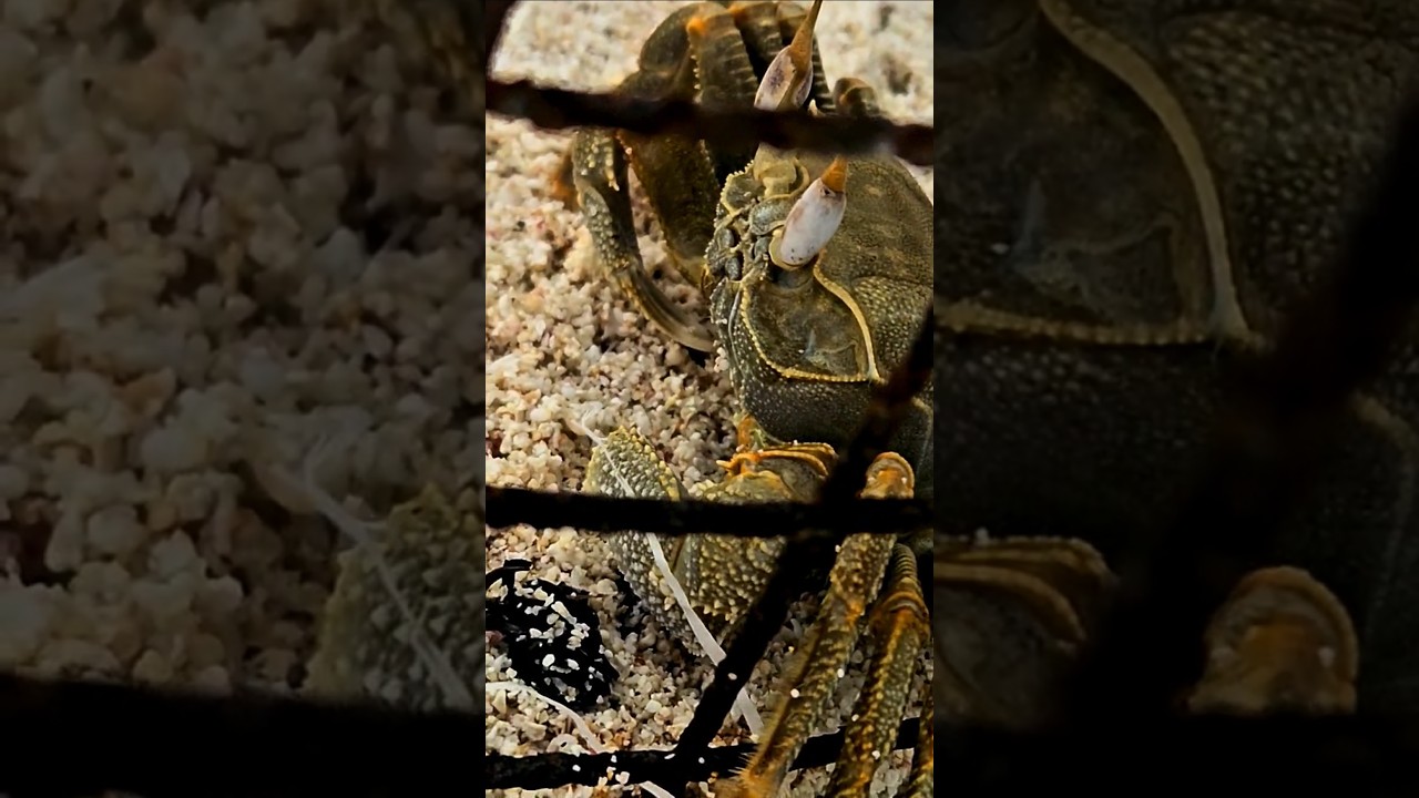 Agatti Island Morning Vibes 22 August 2025 6:40am 