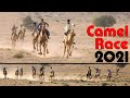 Camel Race 2021 यहां होती है रोमांचक ऊंट दौड़ सम के धोरों से Jaisalmer Maru Mahotsav / Sam Sand Dunes