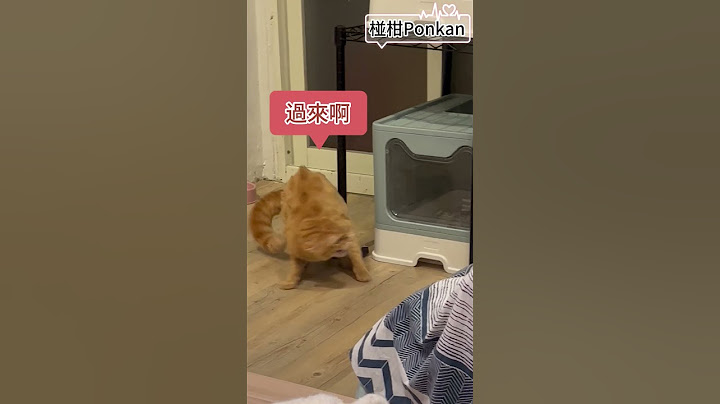 【眾貓日常】老是愛挑釁姐姐的椪柑..