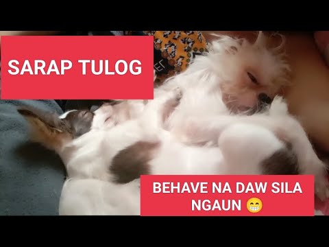 SI PANGO AT SI LIIT 😁 SLEEP WELL ❤️‍🩹💋#doglover #puppy@rose2.O-t6t