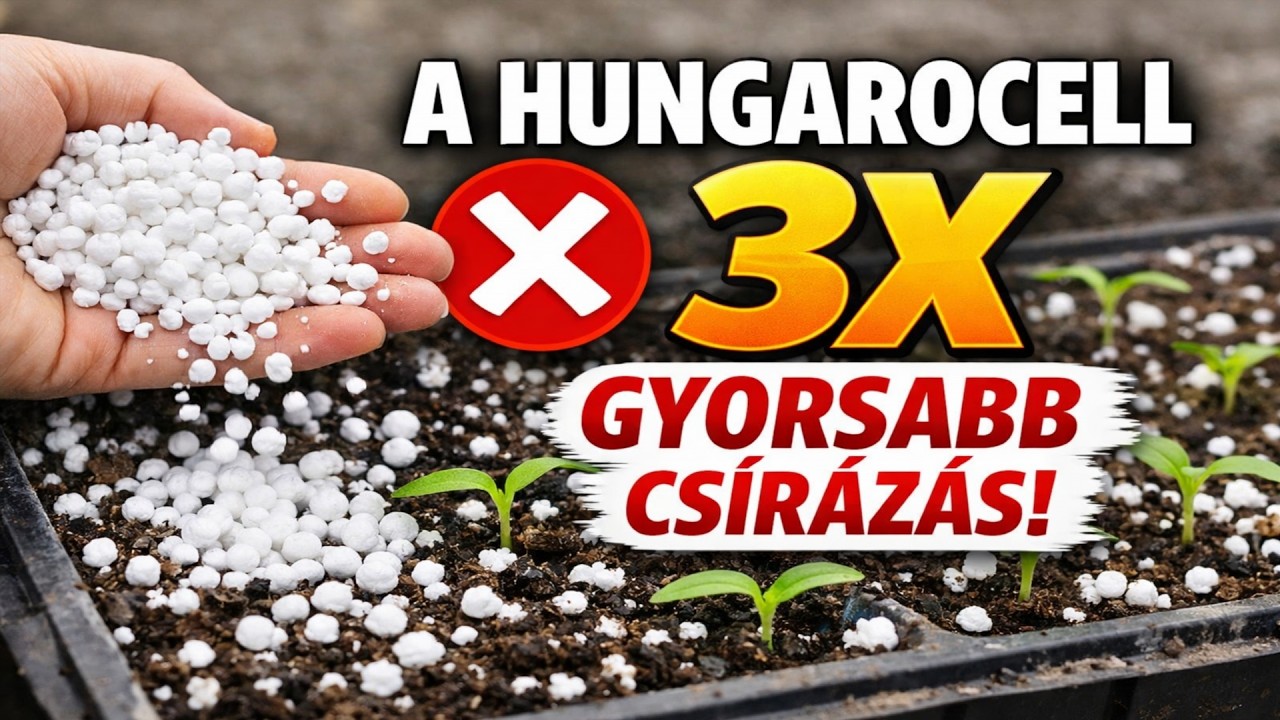 FELEJTSE EL a perlitet és a vermikulitot! A hungarocell háromszor gyorsabbá teszi a csírázást. Most