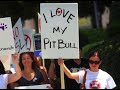 POLITICAL EMPIRE: Ordinance requires pit bull sterilization