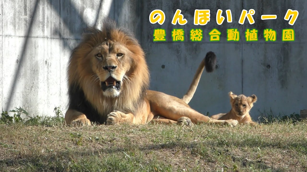 そらパパ専用。イタリア。アウラ社。ライオン のんほいパーク】 ヤンチャな子ライオン達（251107） - YouTube