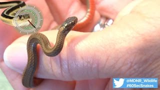 60-Second Snakes: Northern Red-bellied Snake Wealth