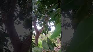 #sitiorecomeco #vidanaroça #trabalhonaroça #sitio