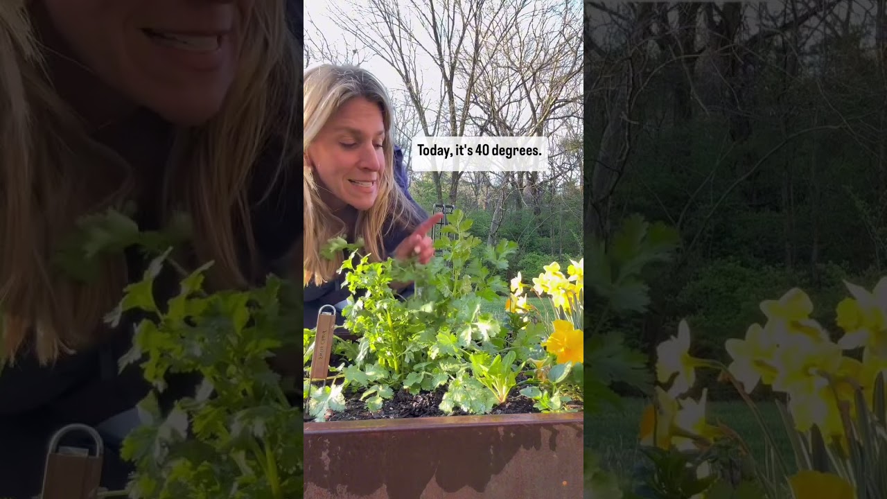 Кориандр — непростое в выращивании растение, потому что его не выращивают зимой! 