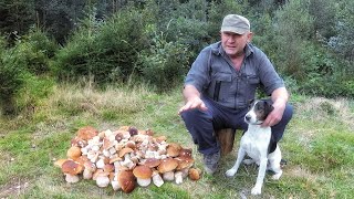 Porcini mushrooms are everywhere around you...
