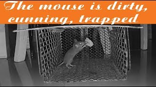 Trap Mouse Tv The Mouse Is Dirty Cunning Trapped