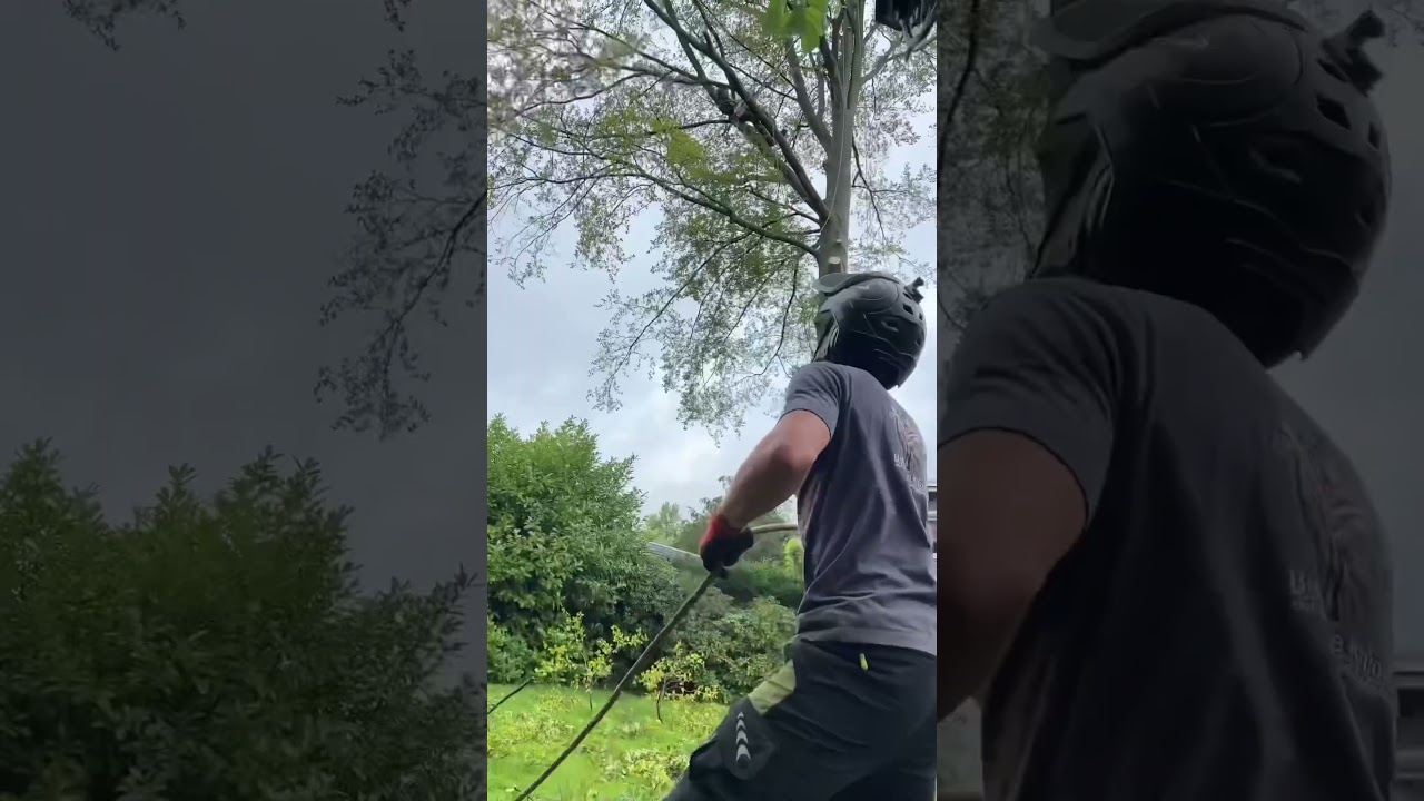 🌳Rotbuchen Fällung 🌳