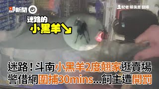 小黑羊兩度翹家逛賣場!斗南員警網子圍捕30分鐘...飼主遭開罰|離家出走|警羊對峙