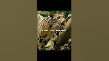 Sunda Leopard: The Mysterious Jungle Phantoms