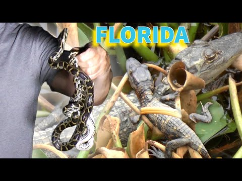Baby pythons, alligators and snapping turtles in Florida
