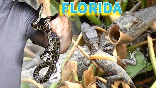 Baby pythons, alligators and snapping turtles in Florida