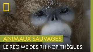 Le régime alimentaire des rhinopithèques