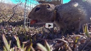 Arctic Ground Squirrels' Body Clocks Tick Without Day-Night | Video